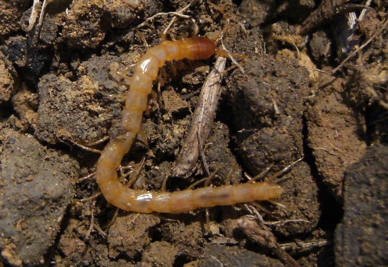 Cryptopidae