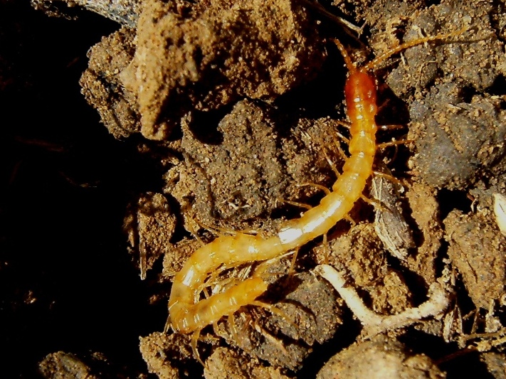 Cryptopidae