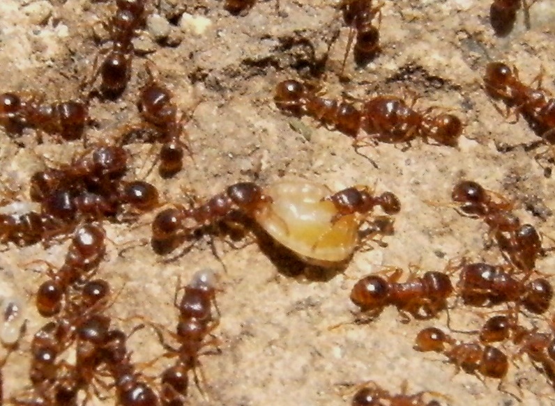 Ma cosa si portano dietro queste formiche? (Coccidae)