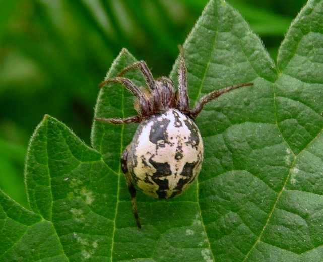 ragno (Araneidae)