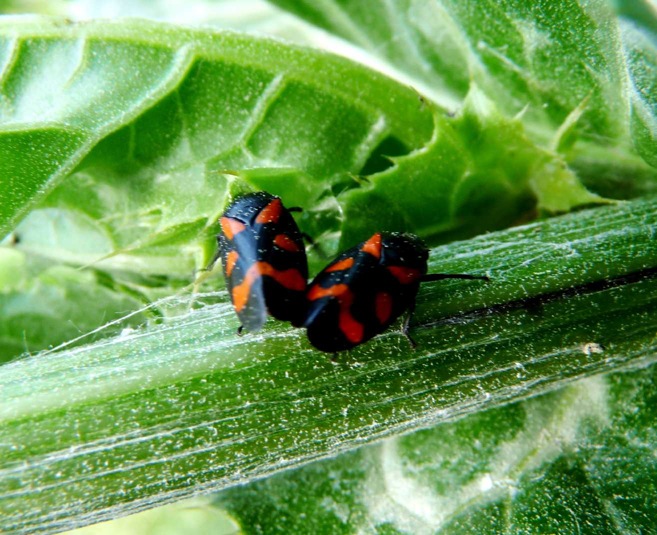 Deltocephalinae