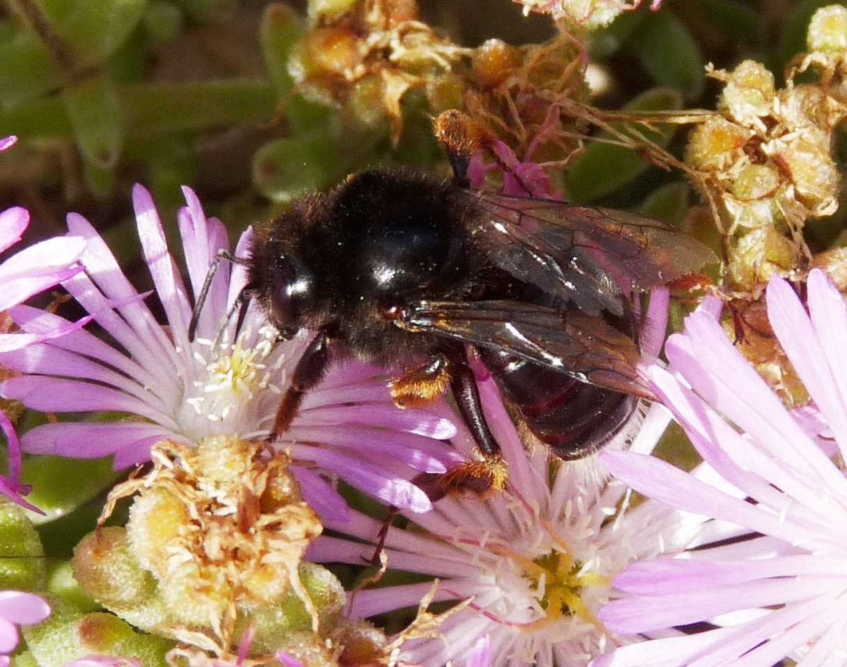 Andrena morio F (Apidae Andreninae)