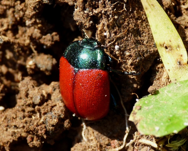 Chrysolina o Chrysomela? Chrysolina grossa