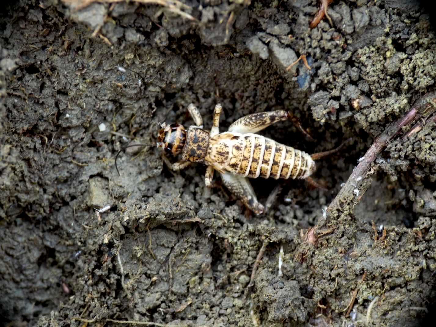 Grillo pallido: Eumodicogryllus bordigalensis (f. paraptera)