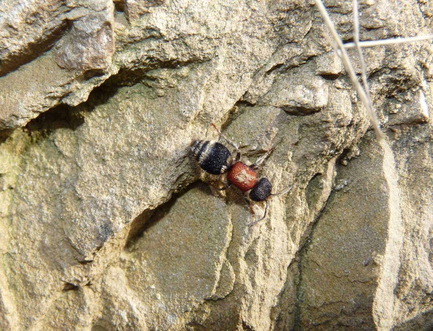 Myrmilla ? Tropidotilla litoralis