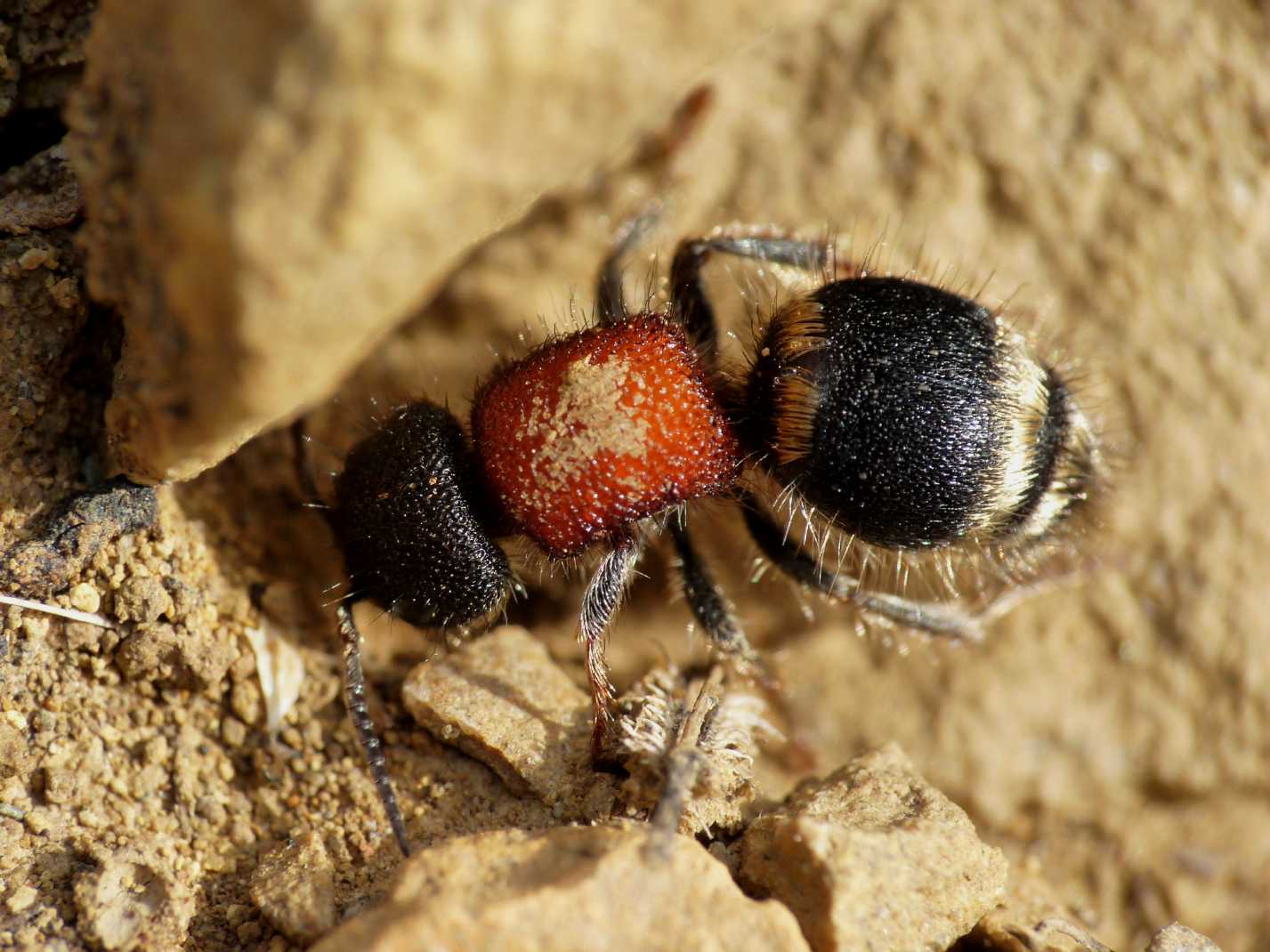 Myrmilla ? Tropidotilla litoralis
