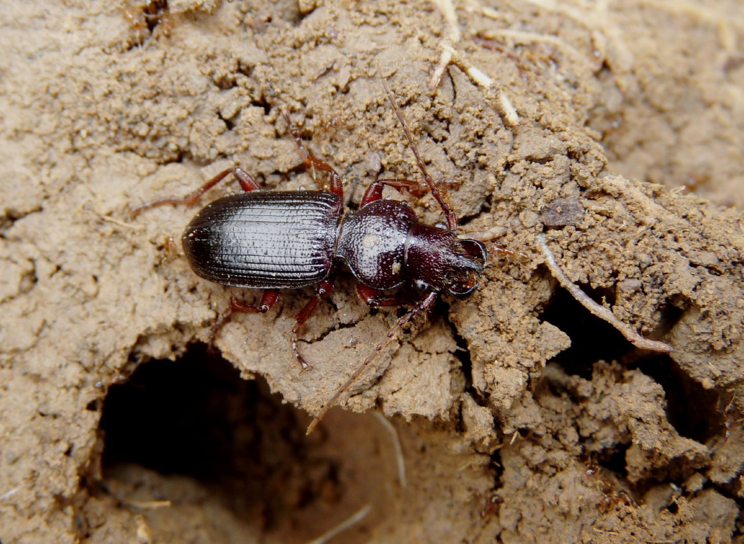 Carterus da determinare: calydonius!