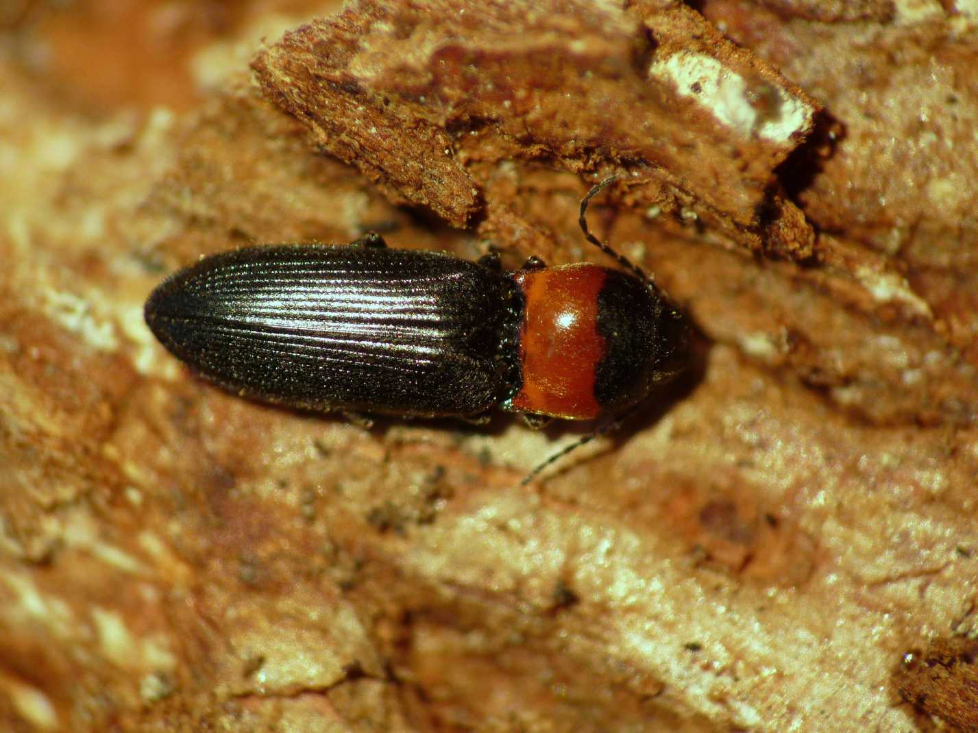 Cardiophorus?