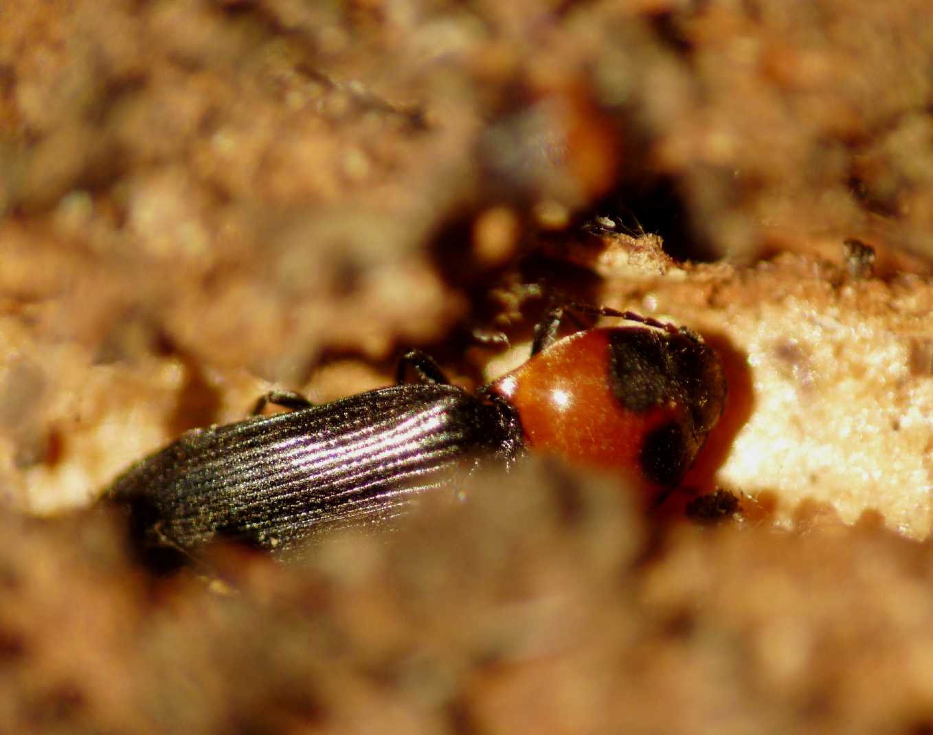 Cardiophorus?