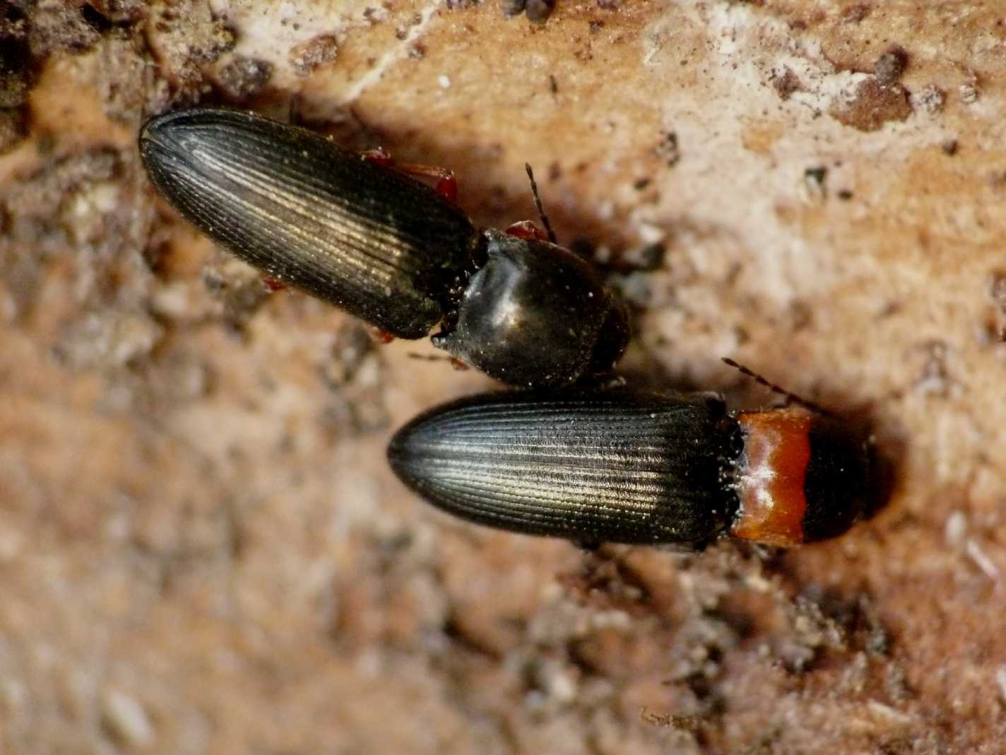 Cardiophorus?
