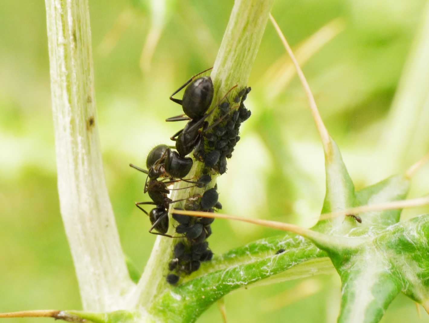 Trofallassi tra Camponotus aethiops maggiori e minori