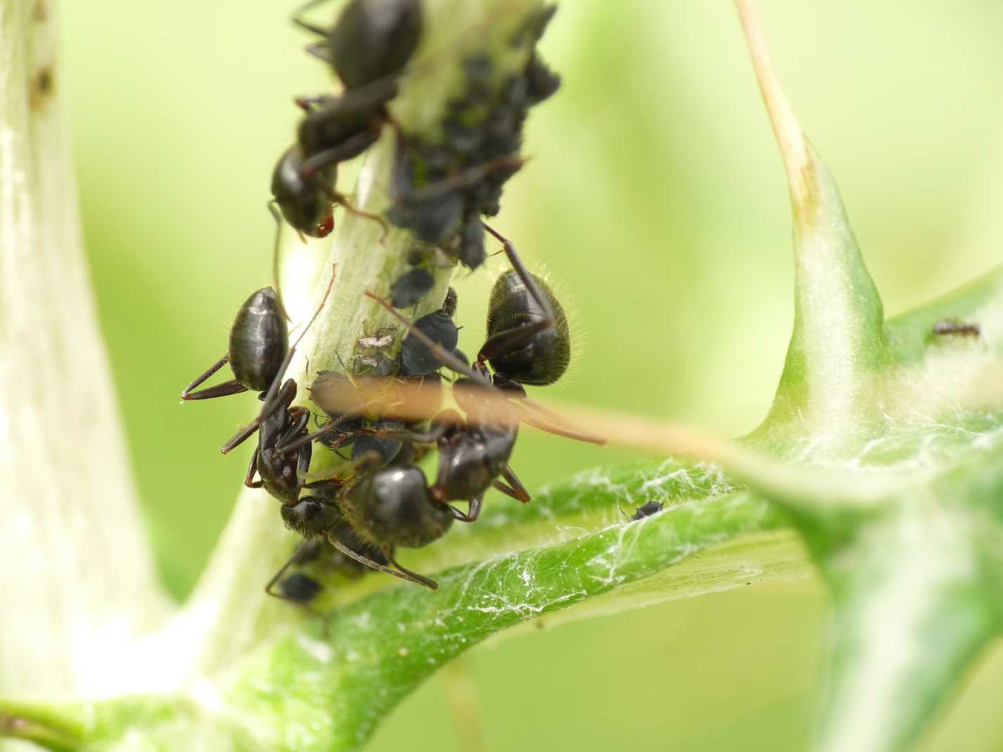 Trofallassi tra Camponotus aethiops maggiori e minori