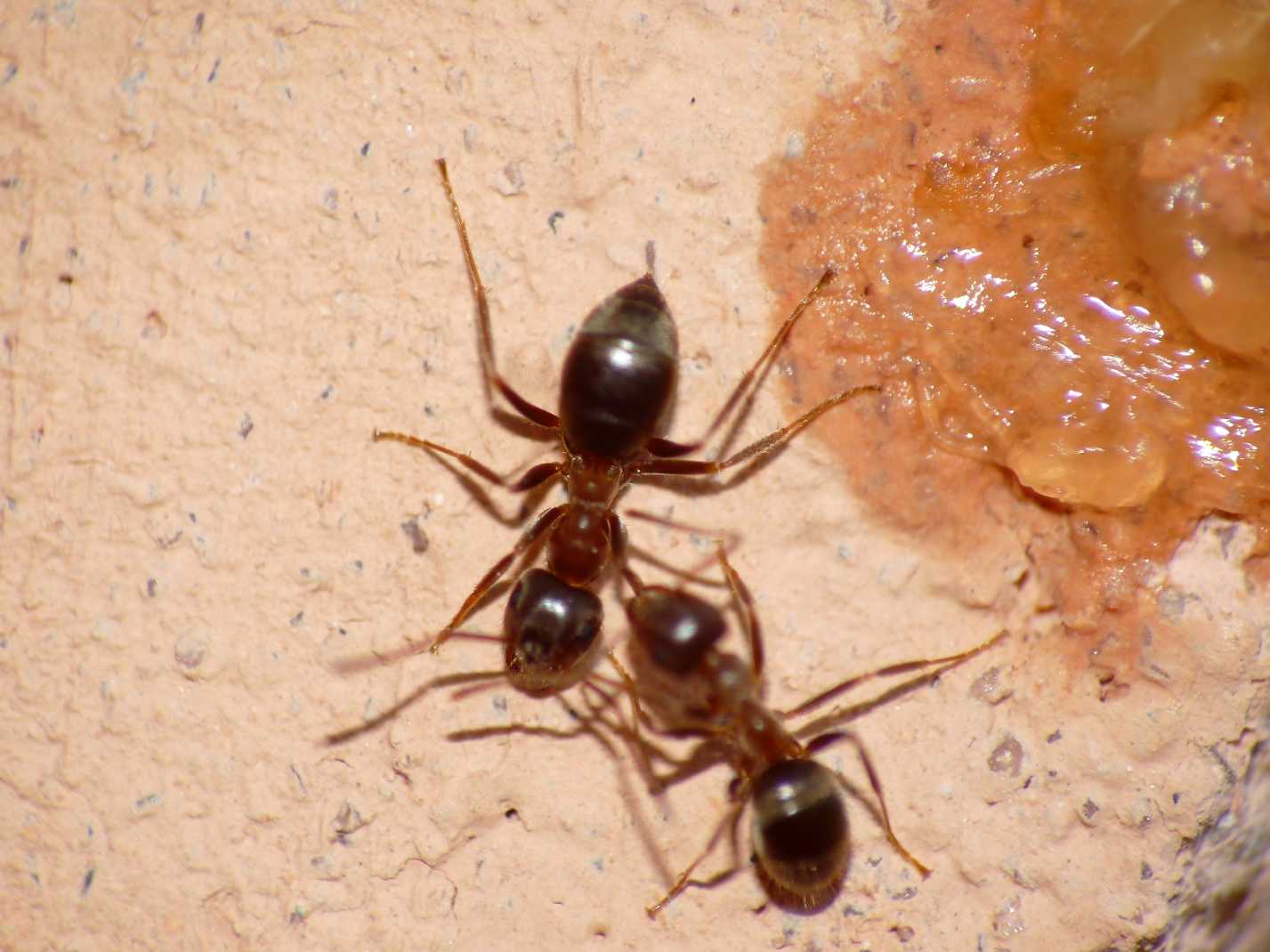 Lasius sp. operaia e regina  (Formicidae)