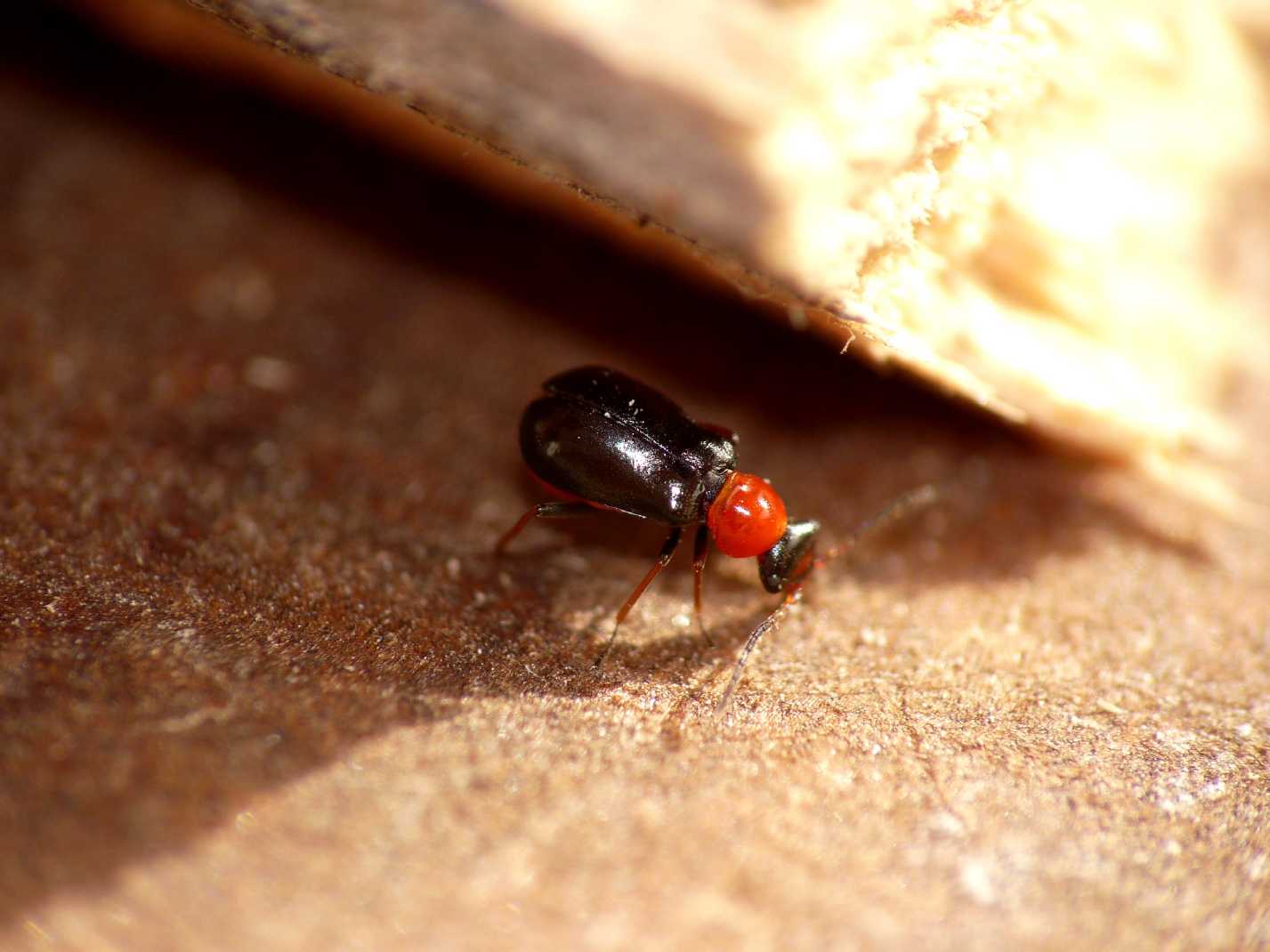 Anthicidae o Malachidae? Troglops silo (cfr.)