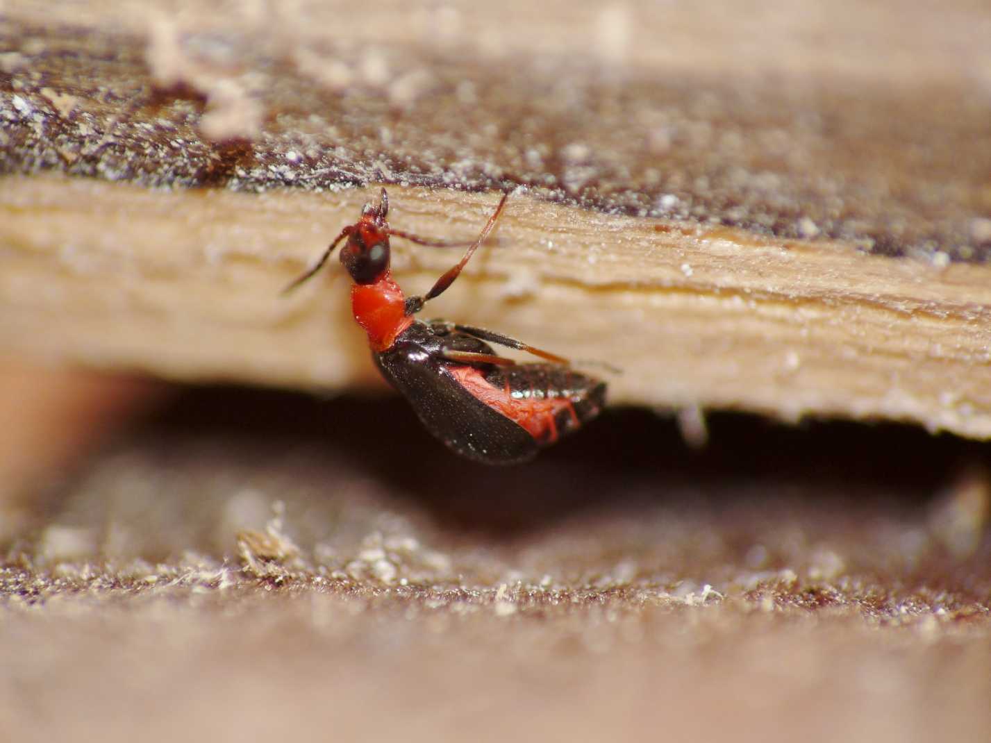 Anthicidae o Malachidae? Troglops silo (cfr.)