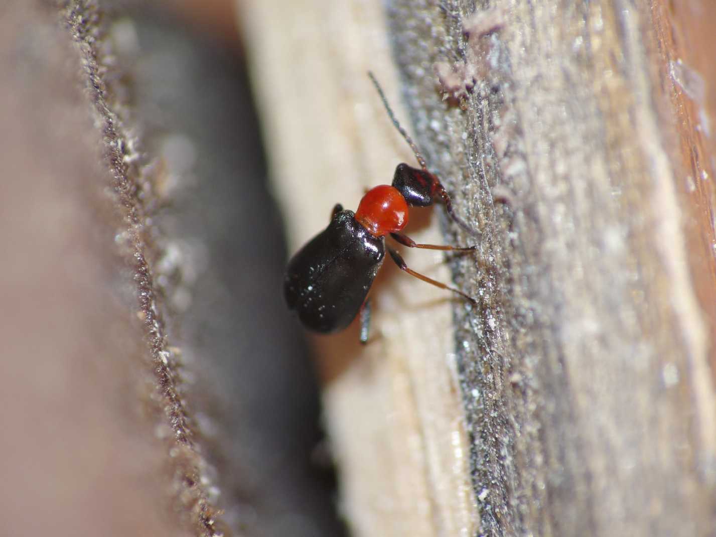 Anthicidae o Malachidae? Troglops silo (cfr.)