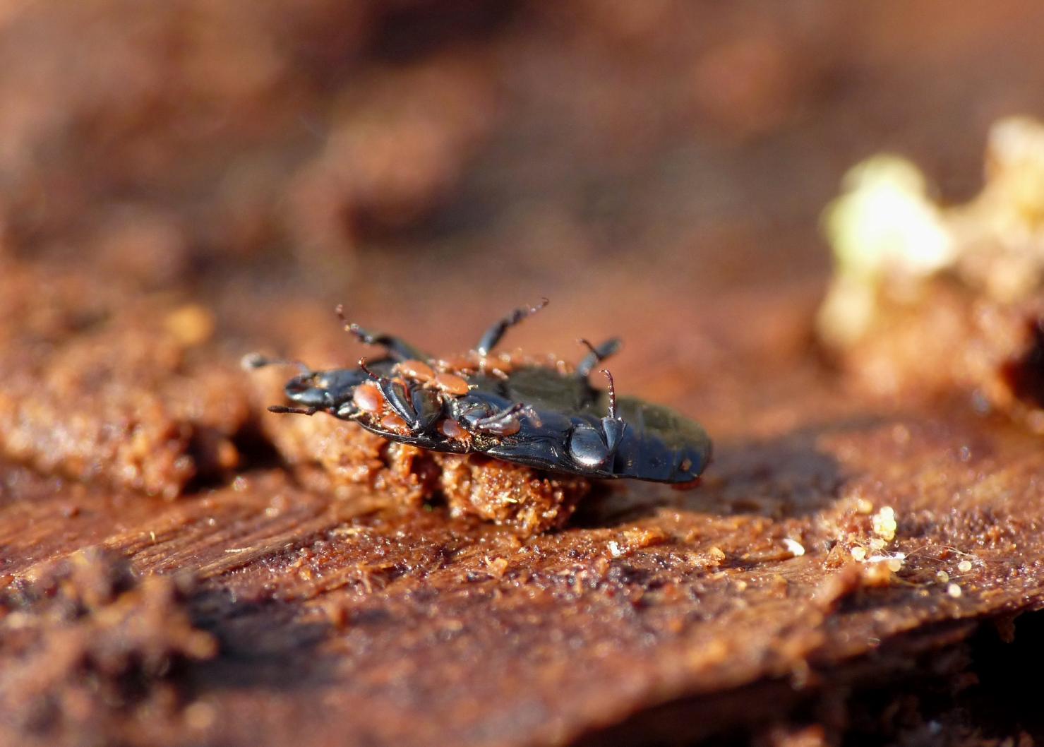 Histeridae da determinare: Hololepta plana