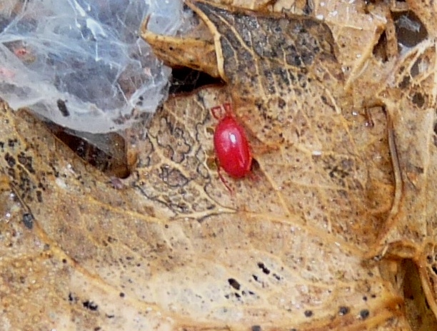 Trombidium sp.