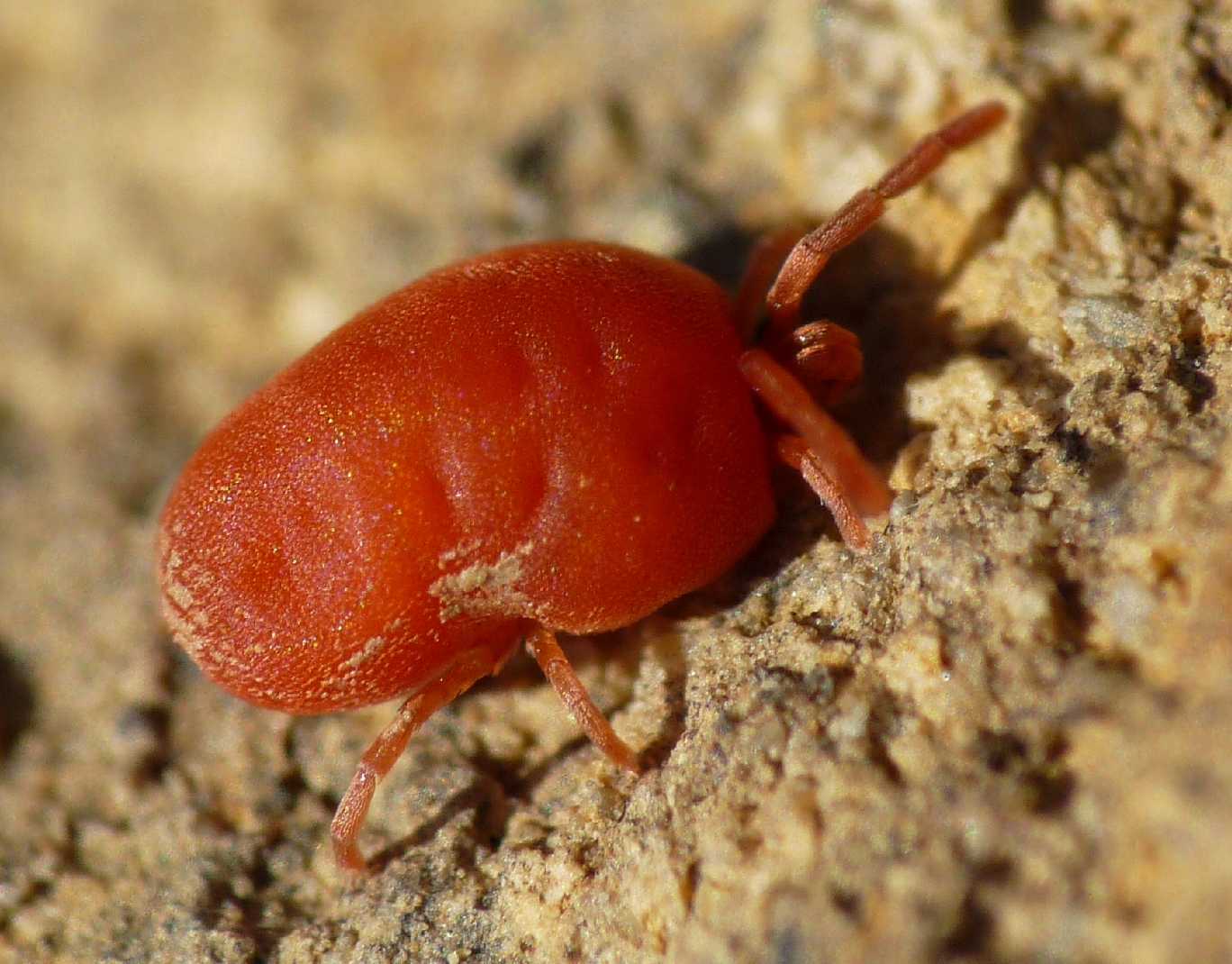 Trombididae