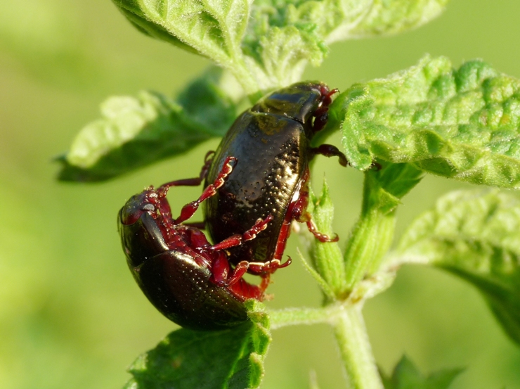 Crhysolina bankii in accoppiamento