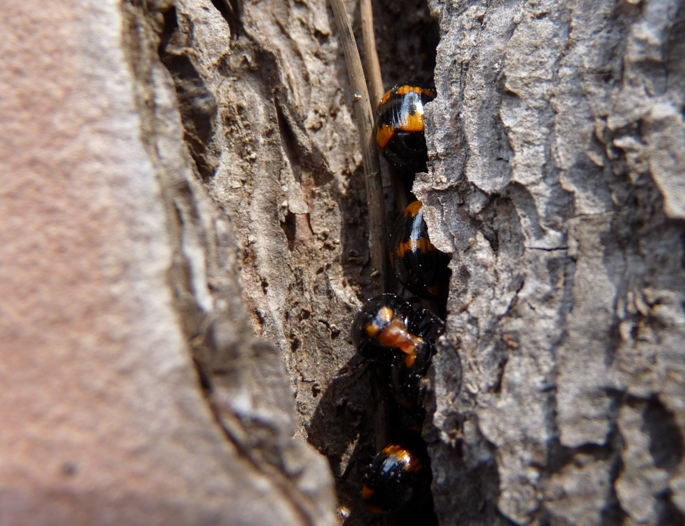 Piccoli coleotteri su un pino:   Diaperis boleti