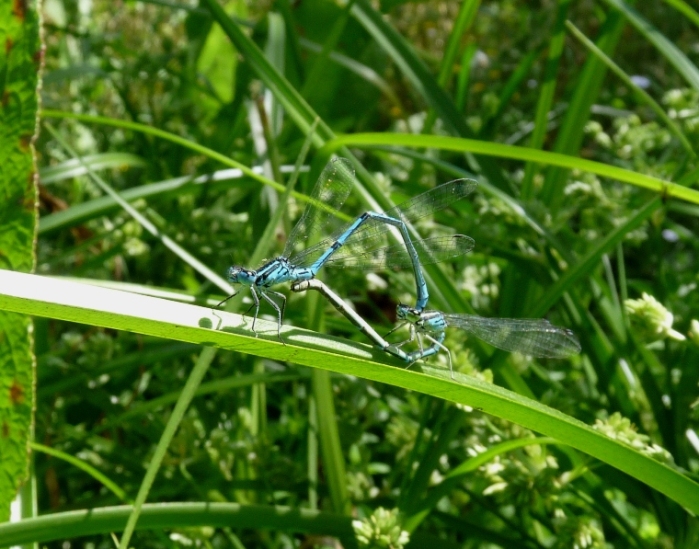 Accoppiamenti e deposizione - Coenagrion puella