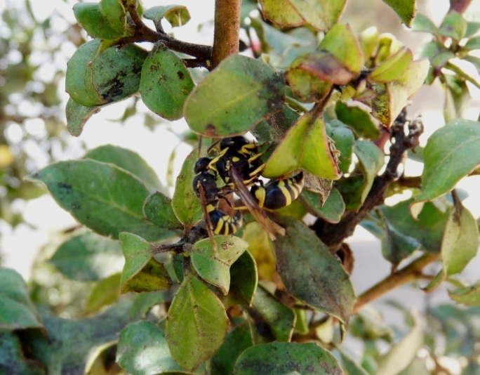 L''albero degli afidi