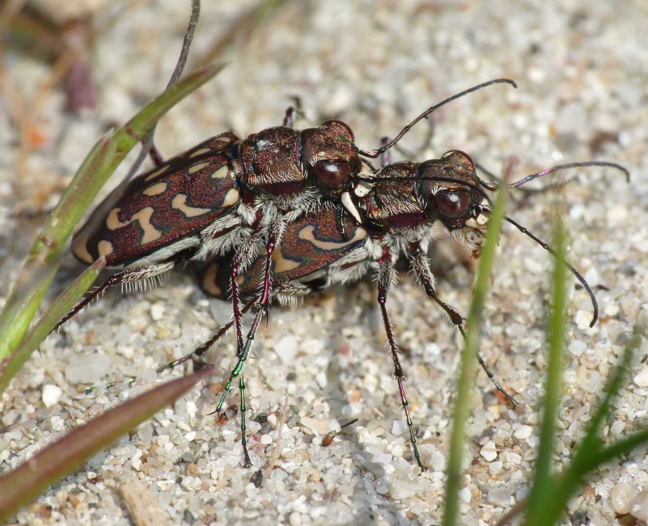 Lophyra flexuosa sardea e Calomera littoralis