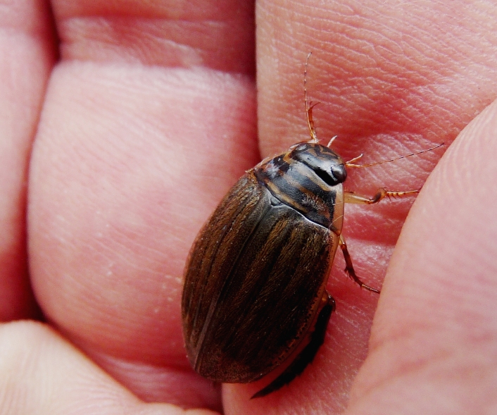 Acilius sulcatus (Dytiscidae) dalla Toscana