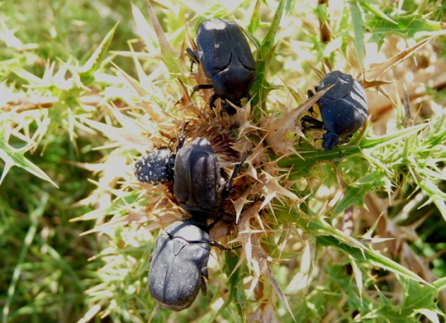 Aethiessa floralis? No, Protaetia morio