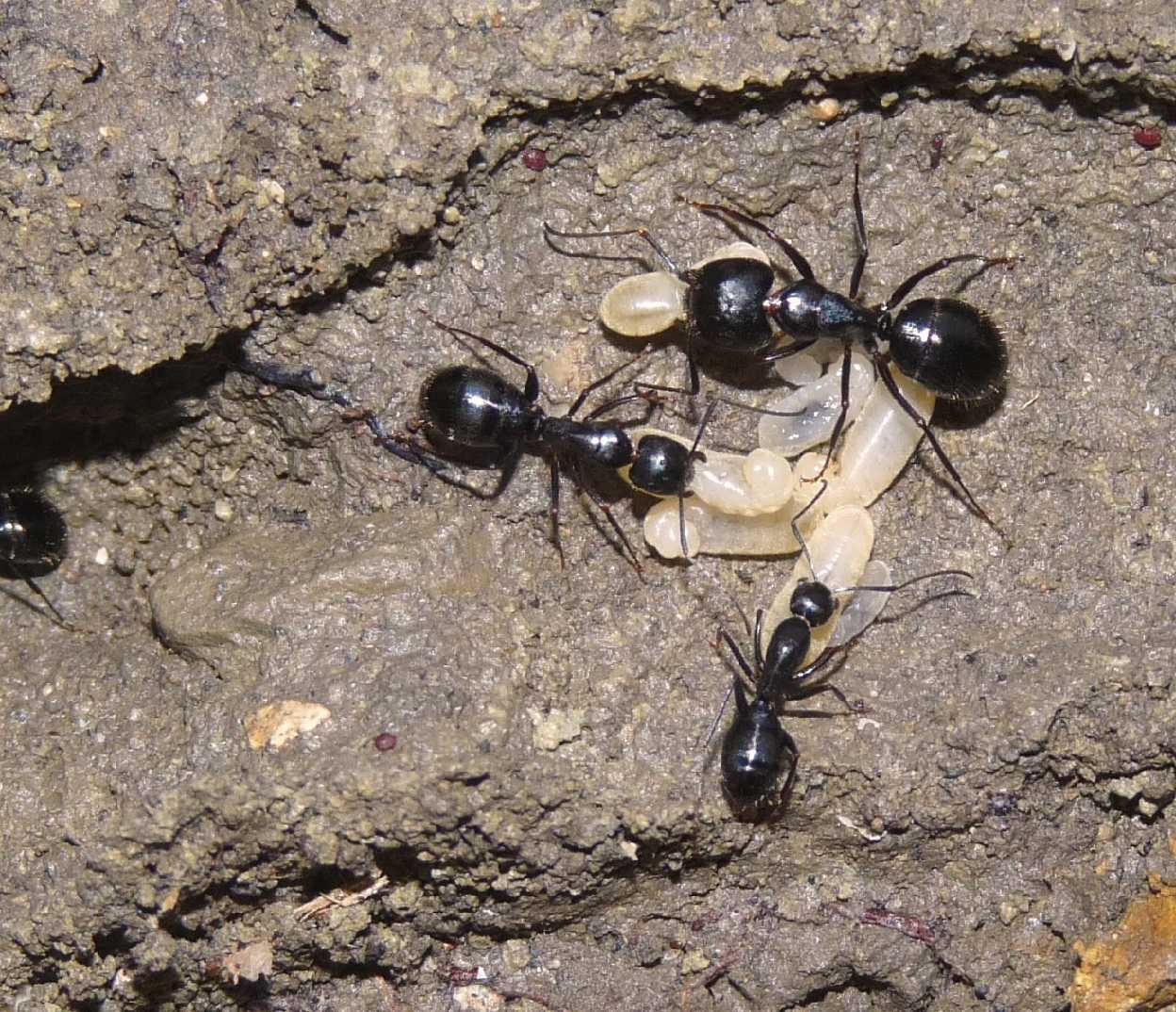 Camponotus (operaia minore)