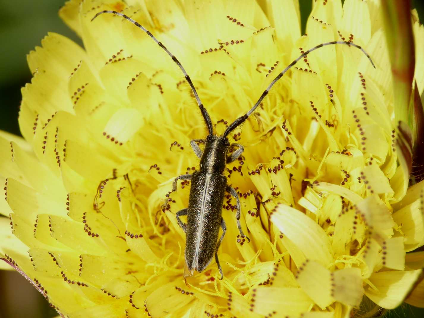 Cerambycidae da determinare: Agapanthia suturalis