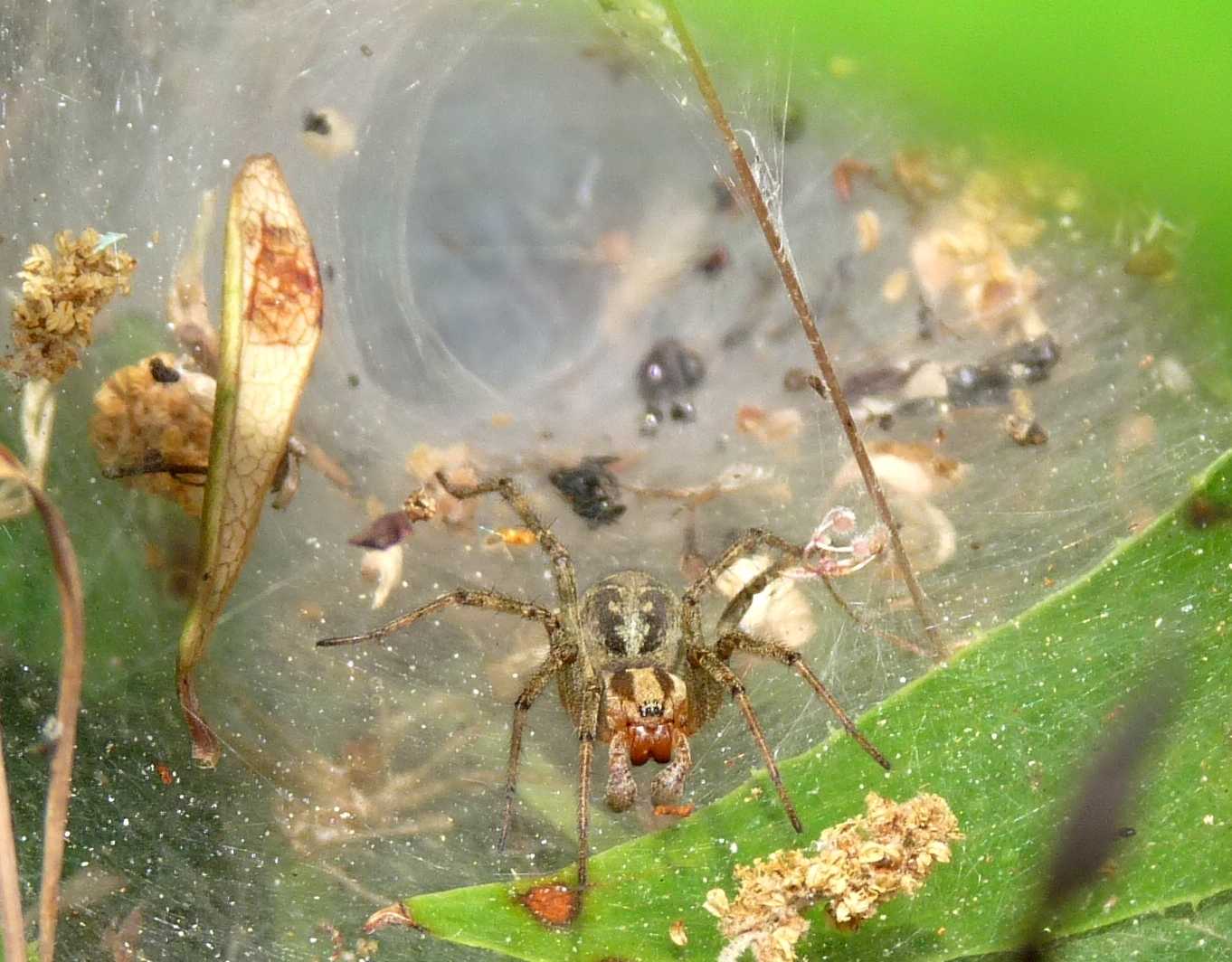 Olios argelasius
