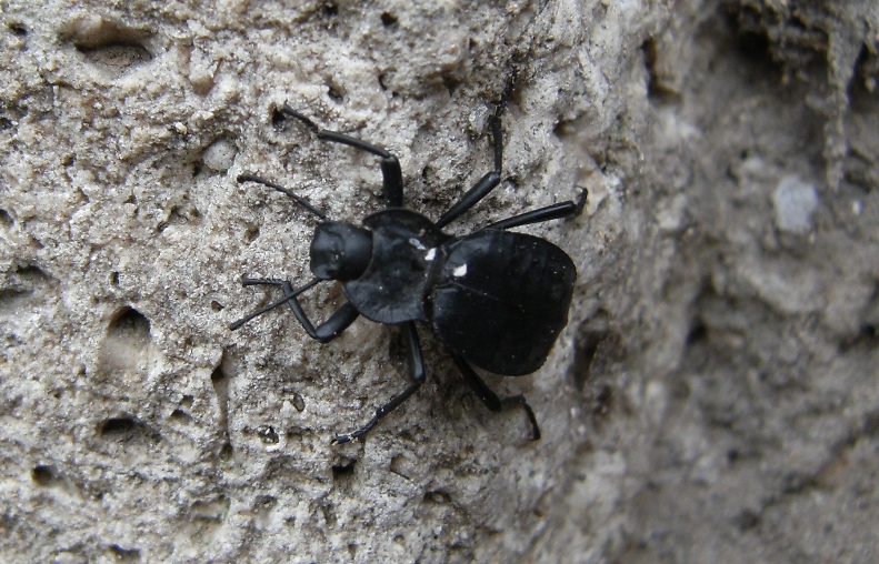 Tenebrionide sulle mura aureliane