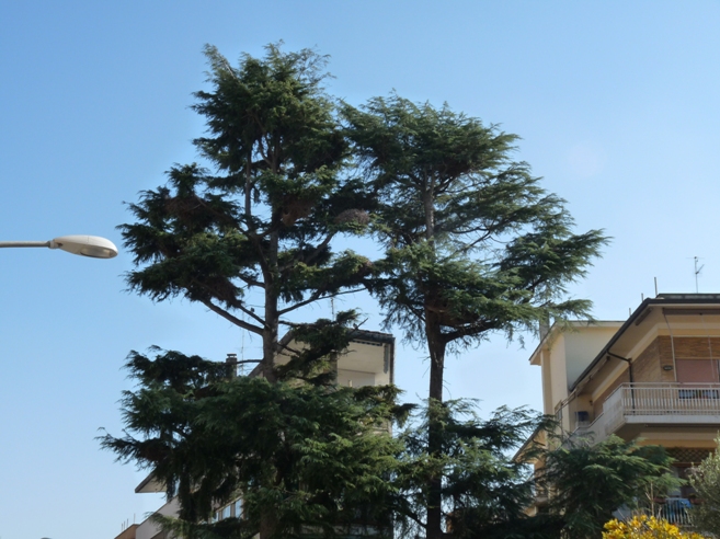 L''albero dei parrocchetti