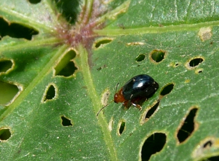 Piccoli alticini della malva