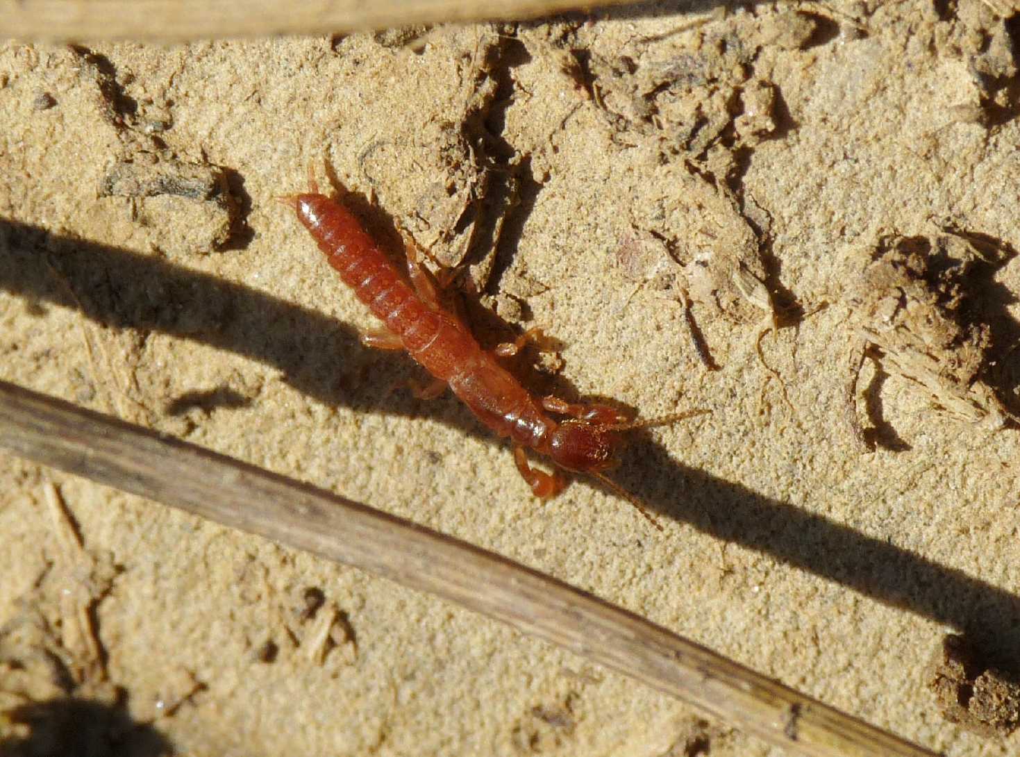 Embioptera Embiidae?