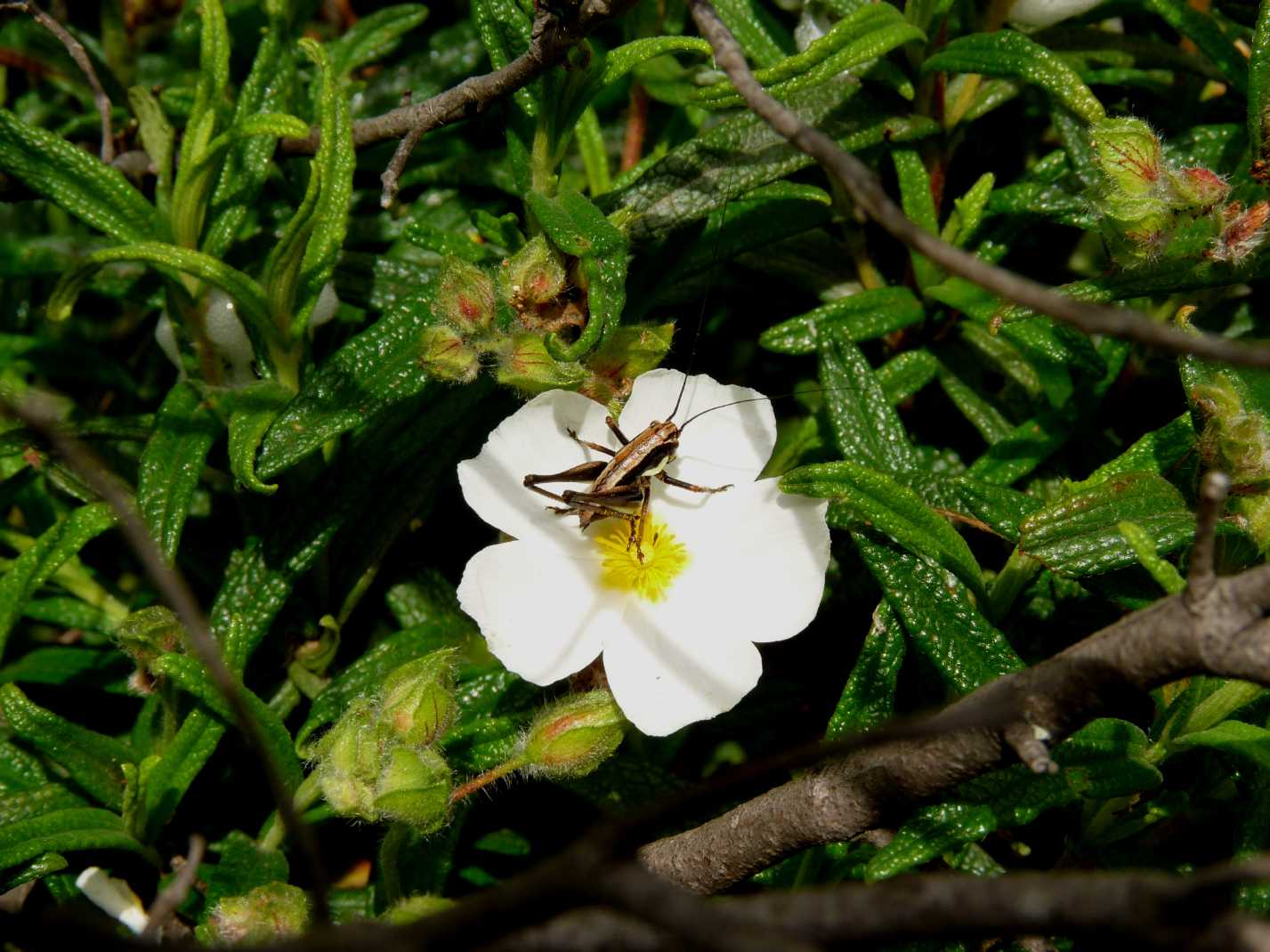 Tettigonia su papavero