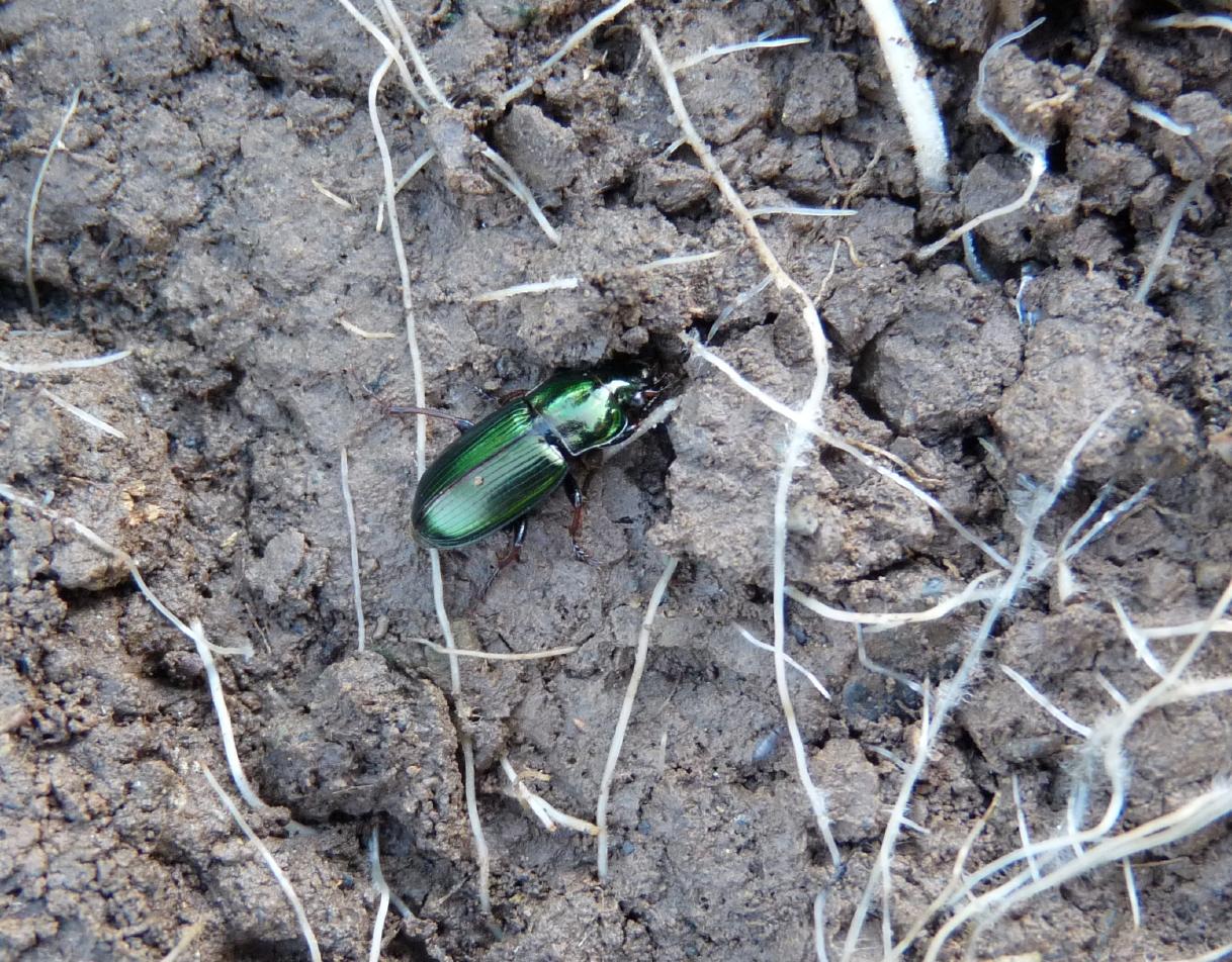 Amara sorpresa: Harpalus distinguendus