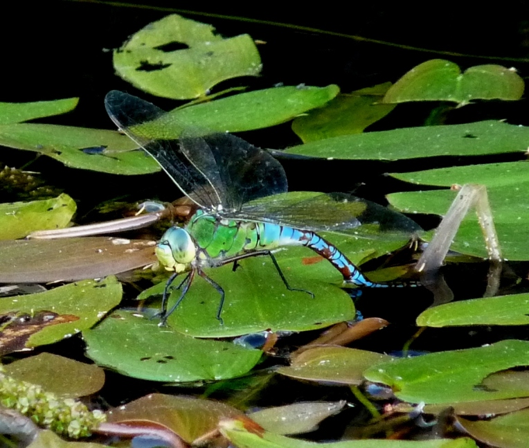 Anax imperator in deposizione