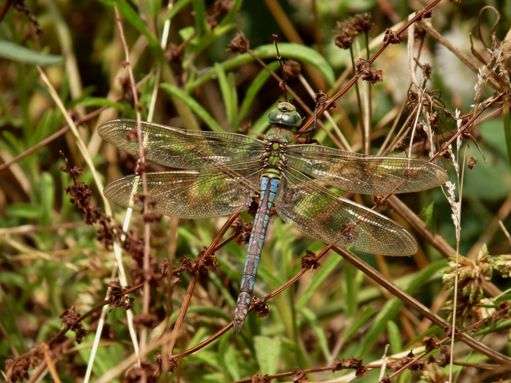 Anax imperator