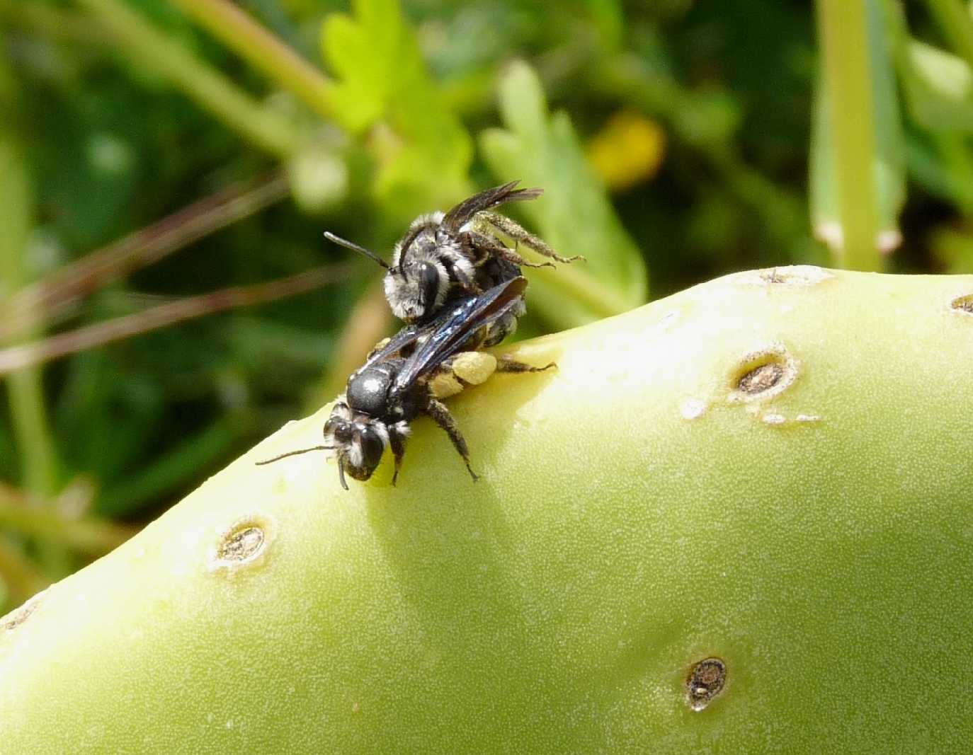 Andrena agilissima in accoppiamento