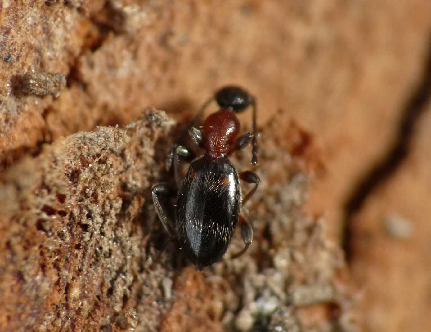 Anthicidae: Anthelephila pedestris