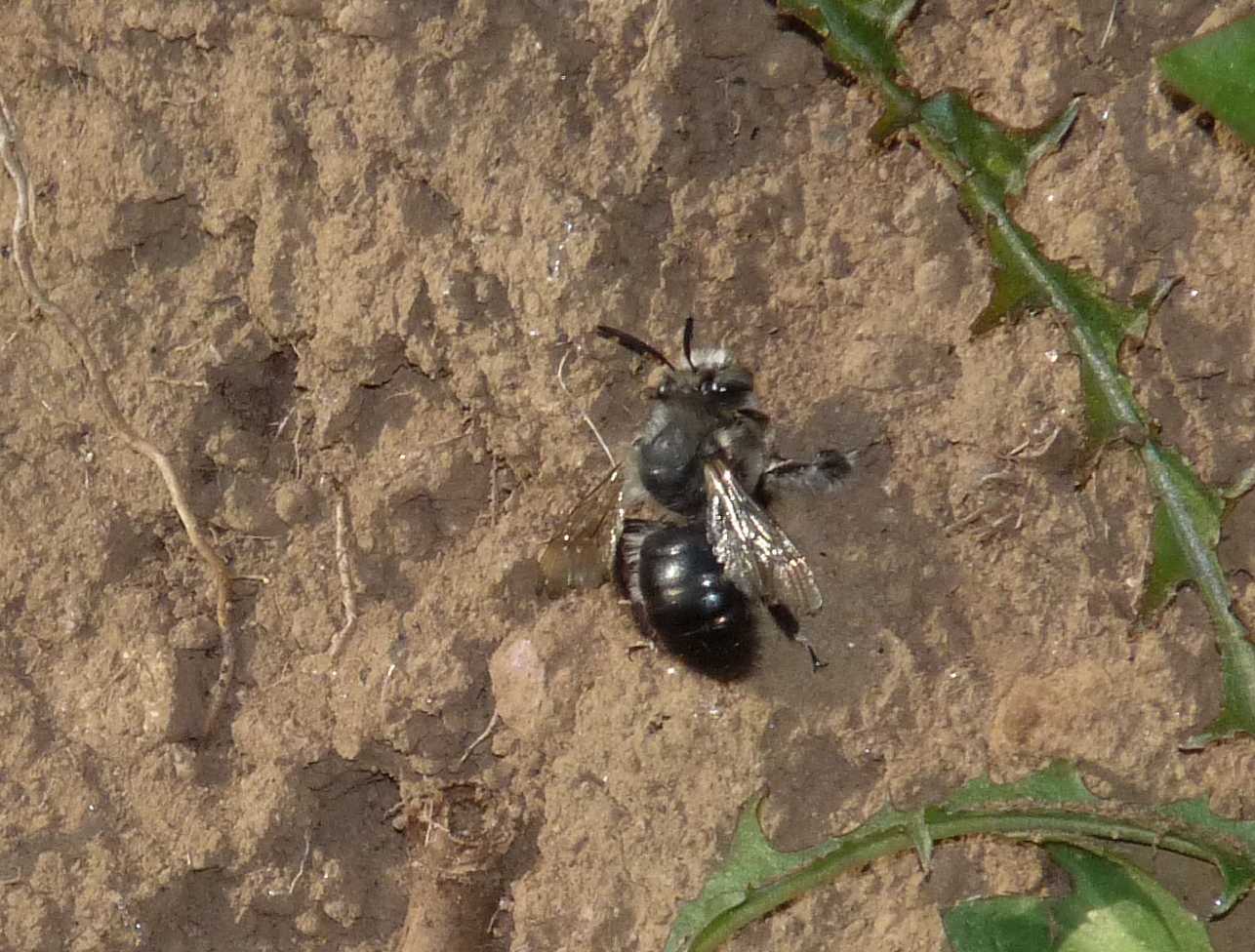 Anthophora sp. (Apidae Anthophorinae)