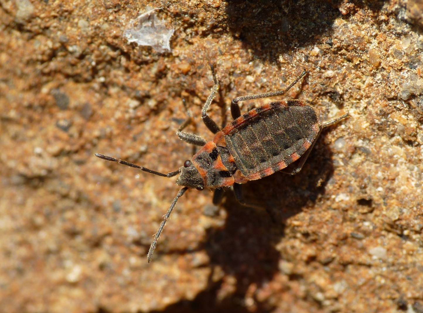 Lygaeidae: Apterola kuenckeli del Lazio!!