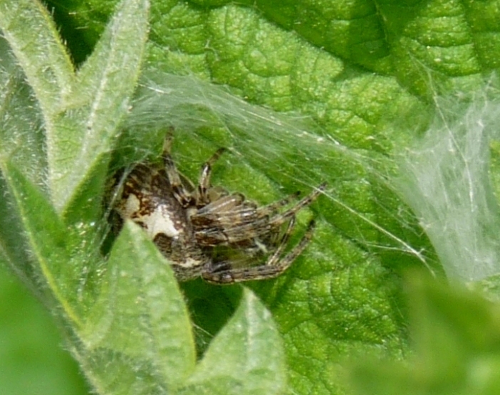 Larinioides sp. nel suo nascondiglio