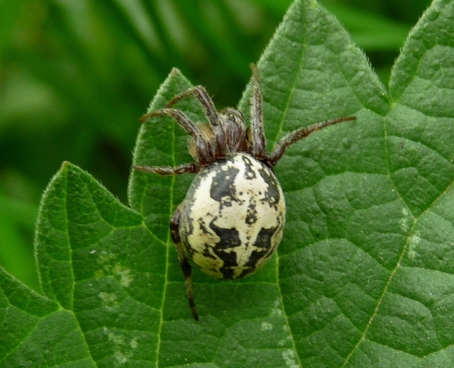 Larinioides sp. nel suo nascondiglio
