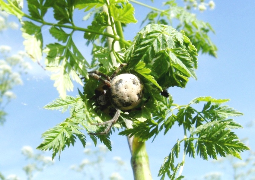 Araneide