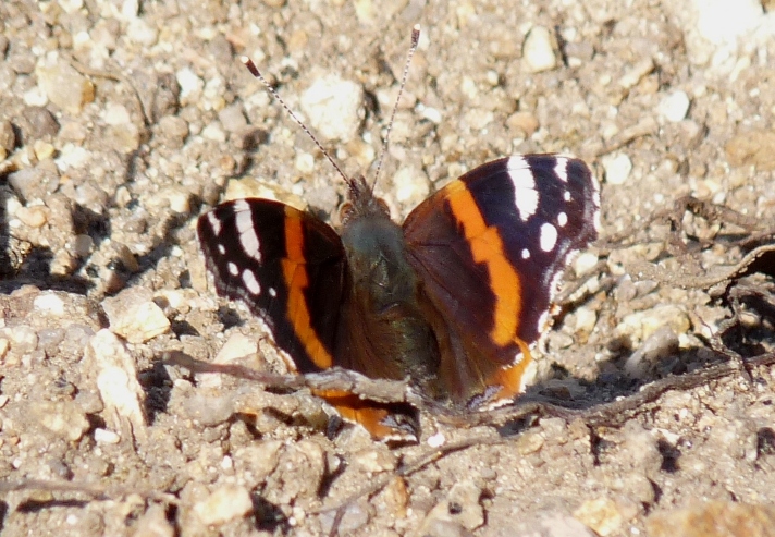 Farfalle di Gallura