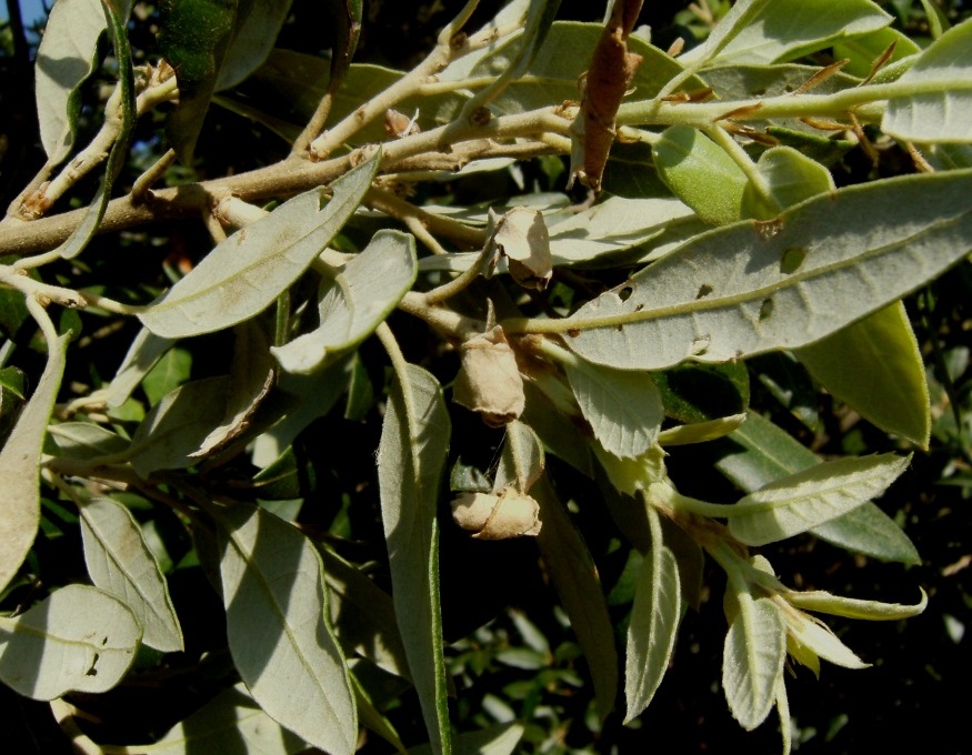 Svariati coleotteri da identificare